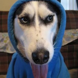 Husky wearing a blue hoodie, Pavel Durov's recurring reply to censorship demands